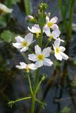 Water violet.jpg